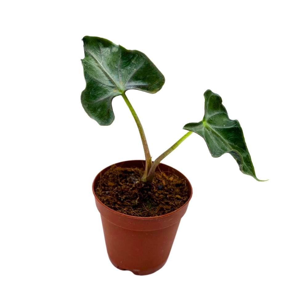 Alocasia Loco, 2 inch Rare Alocasia Starter Tiny Mini Pixie Plants