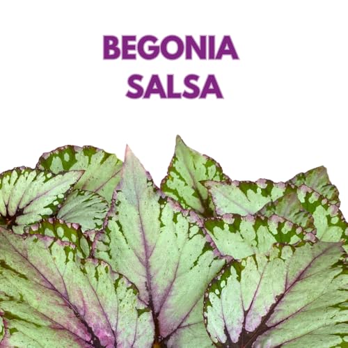Harmony Foliage Salsa Begonia Rex 6 inch Pink Green White