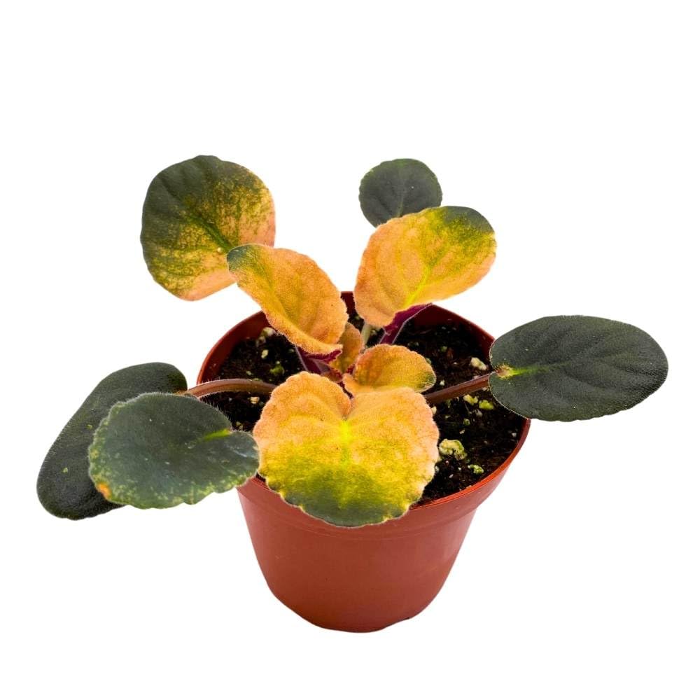 Variegated African Violet Cabbage Patch, 4 inch, Saintpaulia Gesneriads