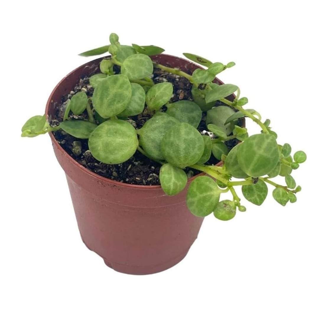 String of Turtles Peperomia Prostrata, Vining Plant, Live Tiny Mini Pixie Plant, 2 inch Pot by BubbleBlooms