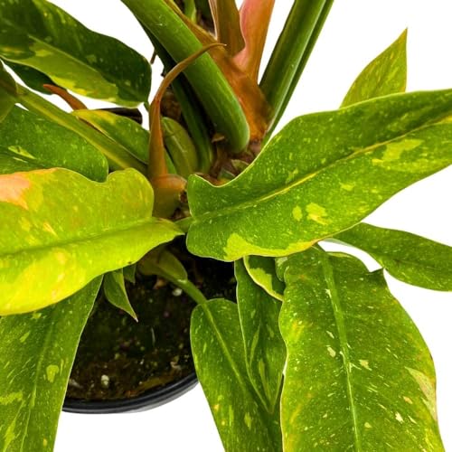 BubbleBlooms Philodendron Ring of Fire 6 inch Henderson's Pride Rare Variegated Philo Indoor Houseplant
