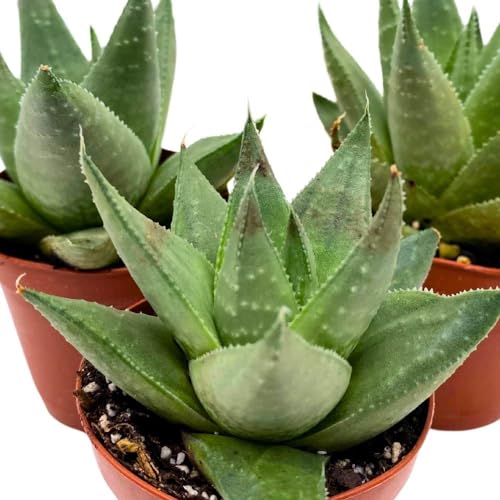 BubbleBlooms Haworthia Savanna White Beauty, 2 inch Set of 3, Rare Aloe Succulent Tiny Mini Pixie Plant
