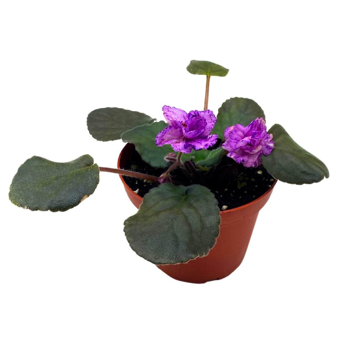 Harmony Foliage African Violet Buckeye Kindred Spirit in a 4 inch Pot Pink with Purple Flecks