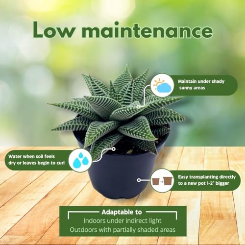 BubbleBlooms Haworthia Miami, 2 inch wandera Tropiflora Lace Aloe