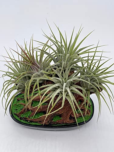 BubbleBlooms Resin Bonsai Air Plant Tree, Glued with Live Air Plants, Home and Office Gift