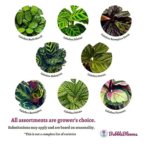 BubbleBlooms Calathea Assortment Set, 2 inch pots, 5 Different Prayer Plants, pet Friendly Indoor Low Light