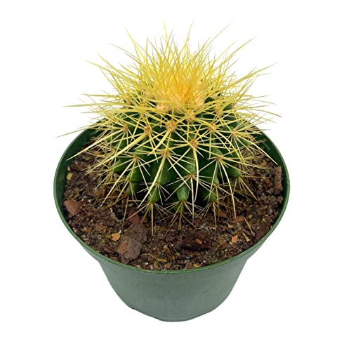 BubbleBlooms Golden Barrel Cactus in a 6 inch Pot Echinocactus Grusonii, Gold Ball Cacti