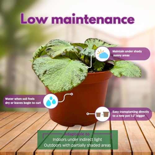 Harmony Foliage Silver Jewel Begonia Rex 6 inch White Green Fuzzy