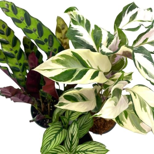 BubbleBlooms Calathea Assortment Set, 4 inch pots, Set of 3, Prayer Plant Variety, Great Indoor Houseplants, Rattlesnake, Stella, Medallion, Vittata