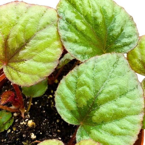 Harmony Foliage Begonia Oteka 6 inch Rhizomatous Large Leaf