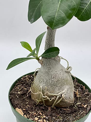 BubbleBlooms Desert Rose in a 6 inch Pot Adenium Obesum, Very Round Pot Belly Stump