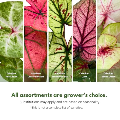 BubbleBlooms Caladium Assortment in 2 inch Pots Set of 3