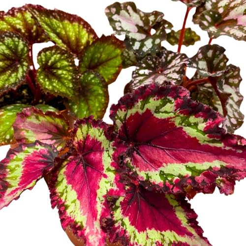 Harmony Foliage Harmony's Begonia Rex Assortment, in 4 inch pots, 3 Different Colorful Rex Begonias