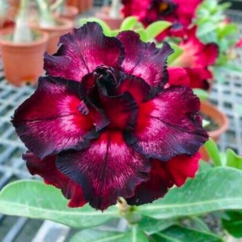 BubbleBlooms Desert Rose Moran in a 4 inch Pot Extremely Rare Flower