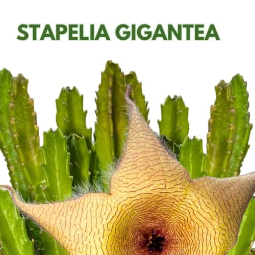 BubbleBlooms Stapelia gigantea, Giant Starfish Flower, Rare Huernia, in 6 inch Pot