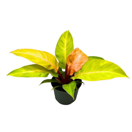 BubbleBlooms Philodendron Prince of Orange 4 inch