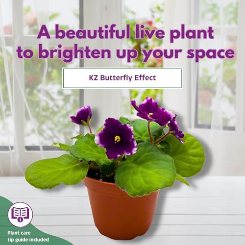Harmony Foliage KZ Butterfly Effect African Violet 4 inch