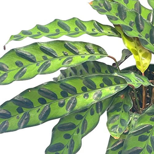 BubbleBlooms Rattlesnake Calathea Lancifolia, 6 inch Pot