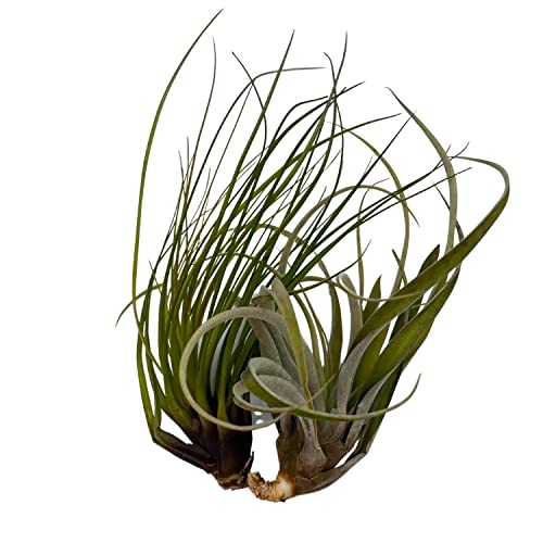 BubbleBlooms Large Tillandisa Assorment, Set of 2 Large-Sized Bare-Root airplants