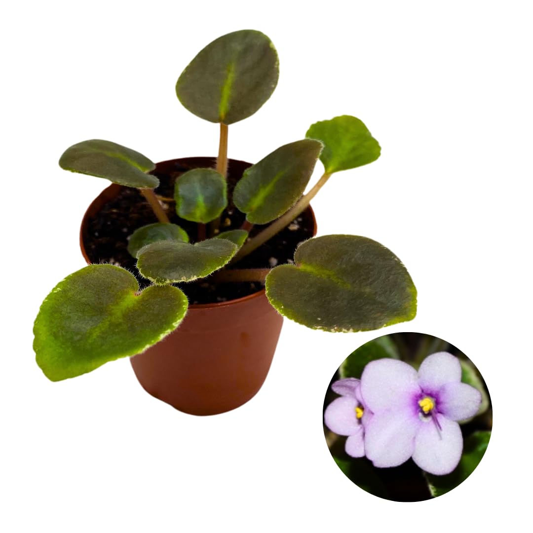 Harmony Foliage Mini African Violet Classic Rock 2 inch White Magenta Flower