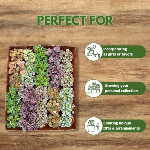 Harmony Foliage Ripple Peperomia Assortment in 4 inch pots 30-Pack Bulk Wholesale
