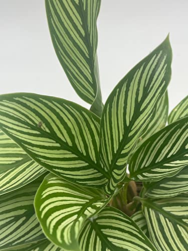 BubbleBlooms Calathea Vittata, in a 4 inch Pot, Zebra Peacock Cathedral Plant