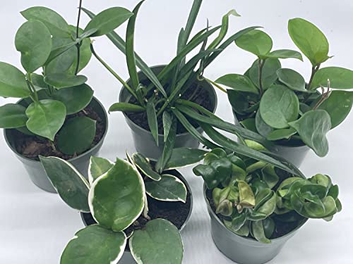 BubbleBlooms Hoya Assortment Set, 5 Different Hoyas in 4 inch pots Grower's Choice