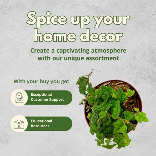 BubbleBlooms String of Frogs 2 inch Set of 3 Ficus Quercifolia Miniature Oakleaf Fig Tiny Mini Pixie Plants