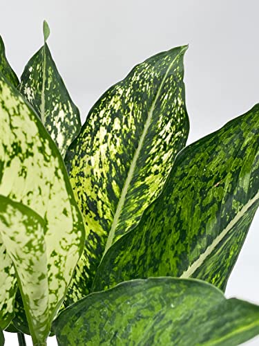 BubbleBlooms Aglaonema Snow White, in a 4 inch Pot