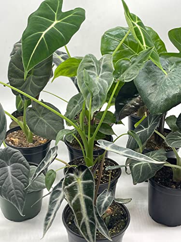 BubbleBlooms Alocasia Assortment Set, 4 inch pots, 10 Different Alocasias Frydek, Black Velvet, Maharani, Regal Shield, Bambino, Tiny Dancer, Serendiptiy