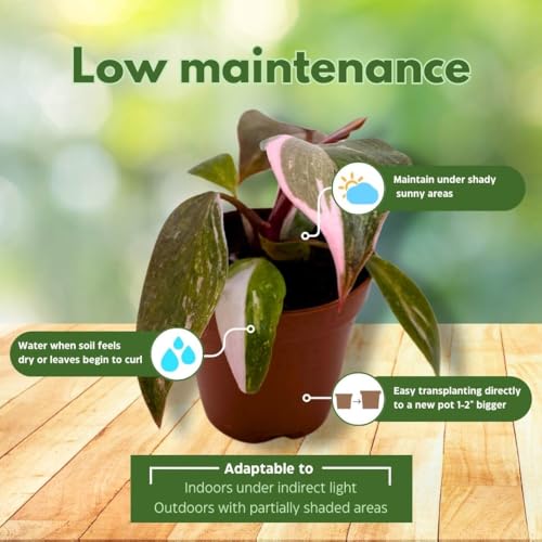 BubbleBlooms Philodendron Pink Naomi 2 inch Pink Princess