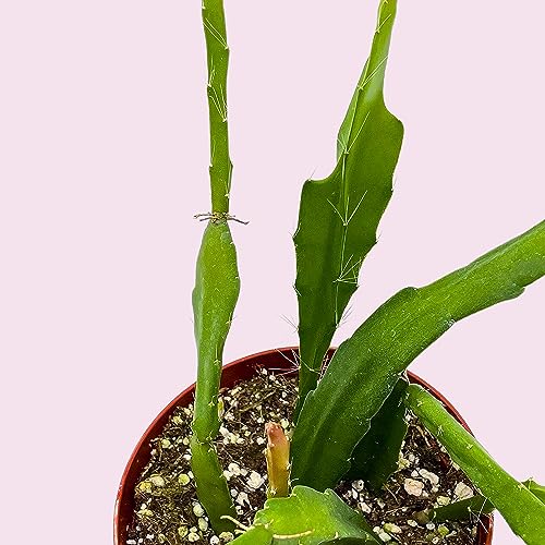 BubbleBlooms Epiphyllum Orchid Cactus in a 4 inch Pot Disocactus ackermannii,