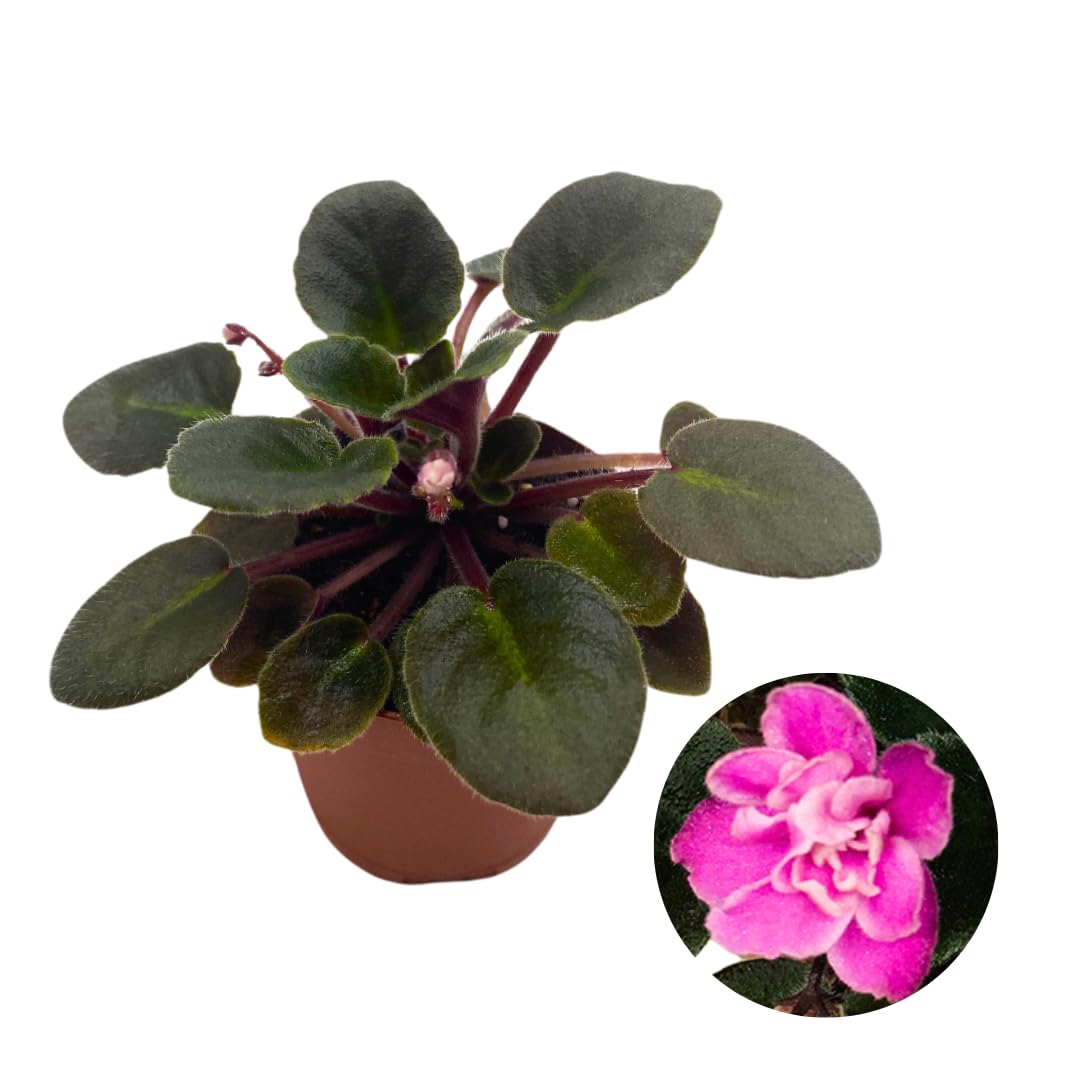 Harmony Foliage Mini African Violet Jolly Fun, 2 inch Pink Flower