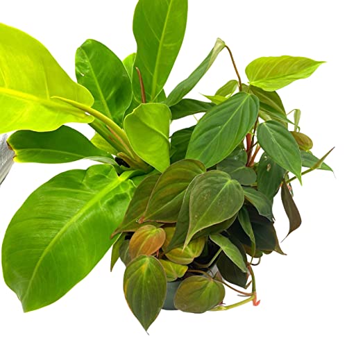 BubbleBlooms Philodendron Assortment Set, 4 inch pots, Set of 3, Indoor Houseplants Grower's Choice Variety