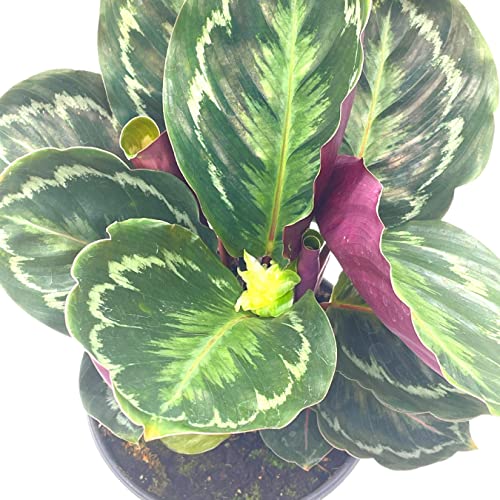 BubbleBlooms Calathea Medallion, Roseopicta in a 6 inch Pot Regal Rose, Rabbit Ear Prayer Plant