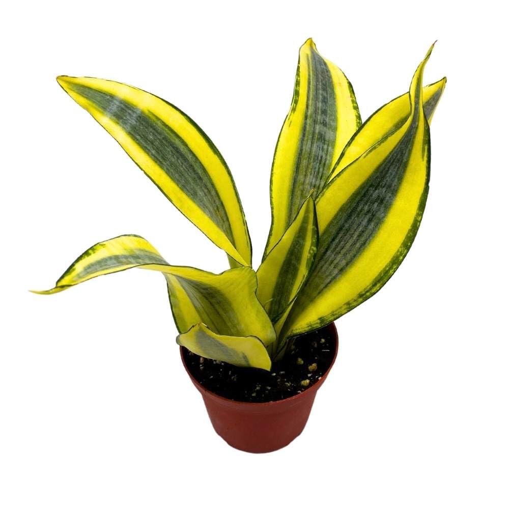 Sansevieria Gold Dust 4 inch Rare Dracaena trifasciata Hybrid Snake Plant