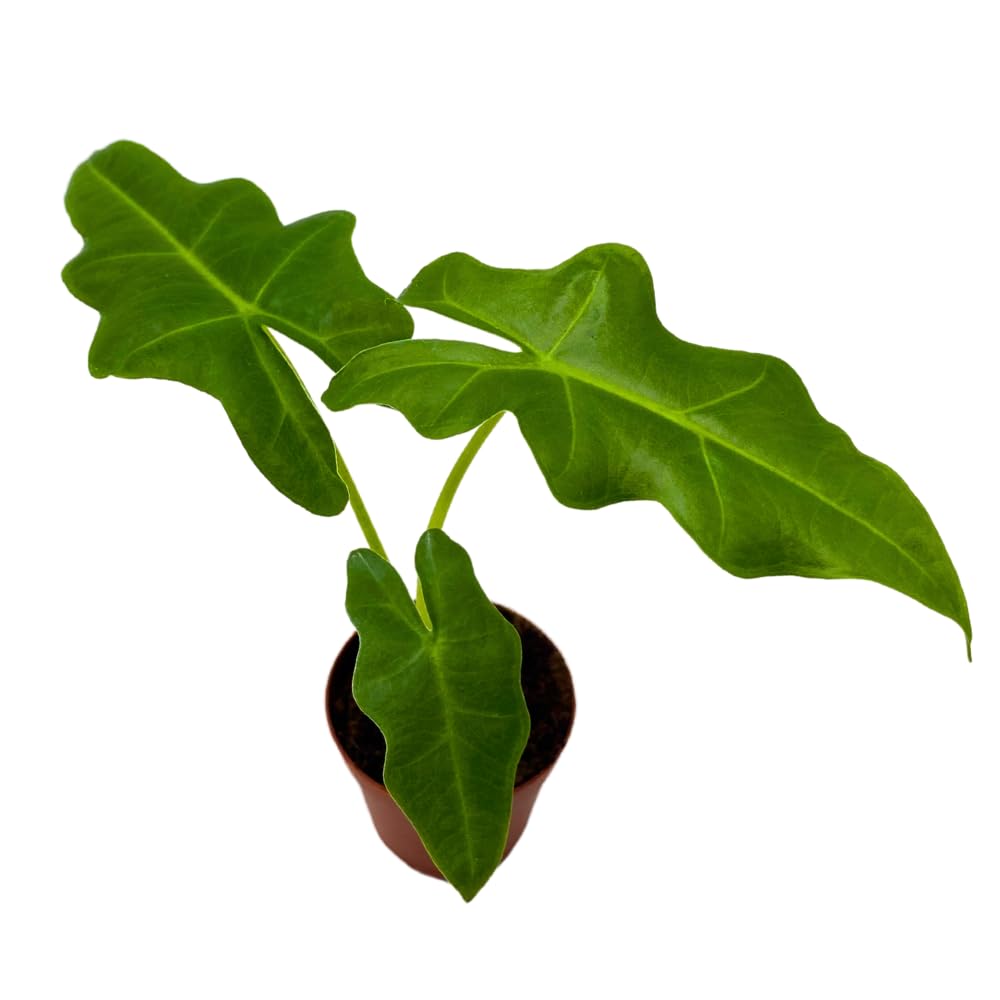 BubbleBlooms Alocasia Portei in a 2 inch Pot Tiny Minie Pixie Plant