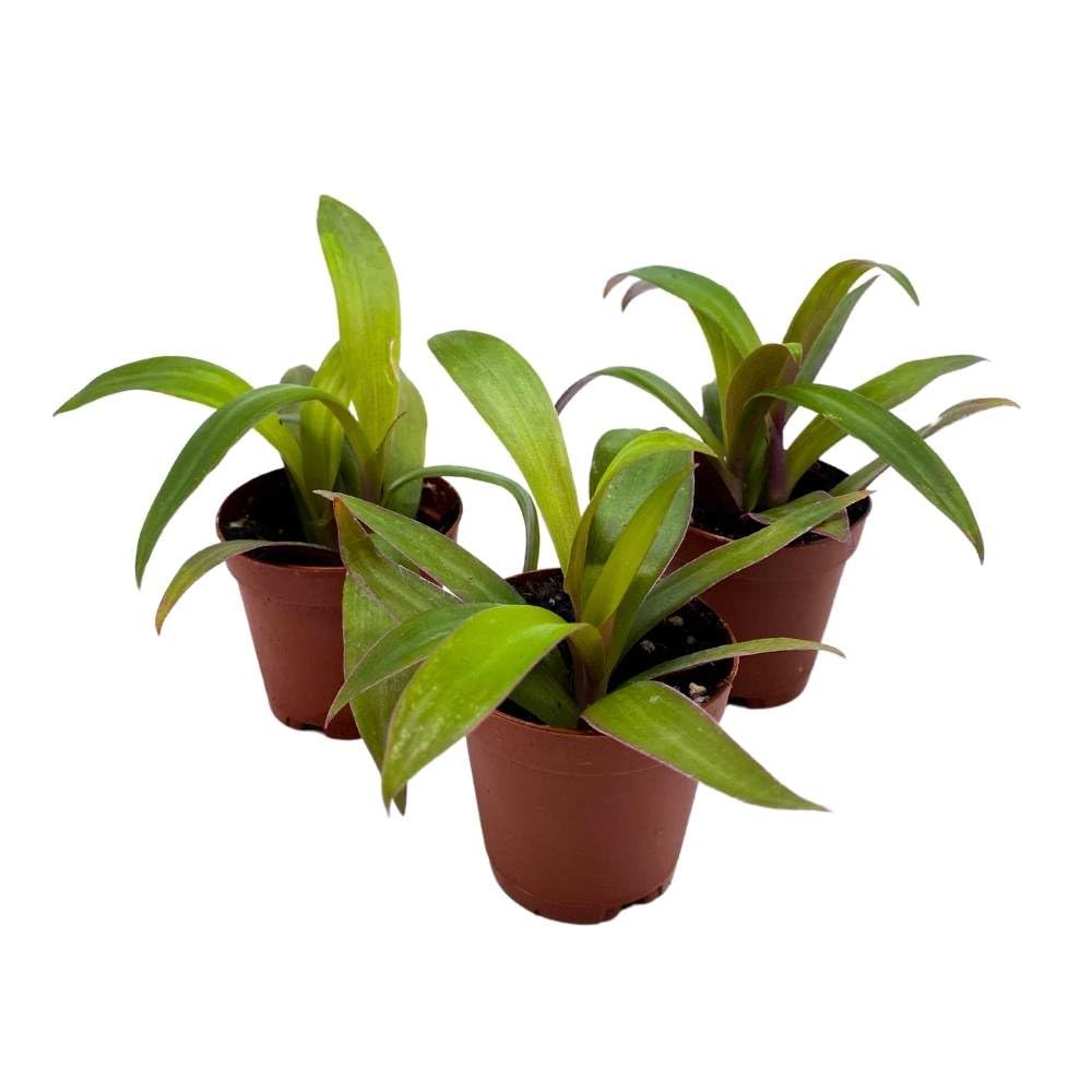 Moses in The Cradle Tradescantia spathacea, 2 inch Set of 3, Boat Lily Tiny Mini Pixie Plant