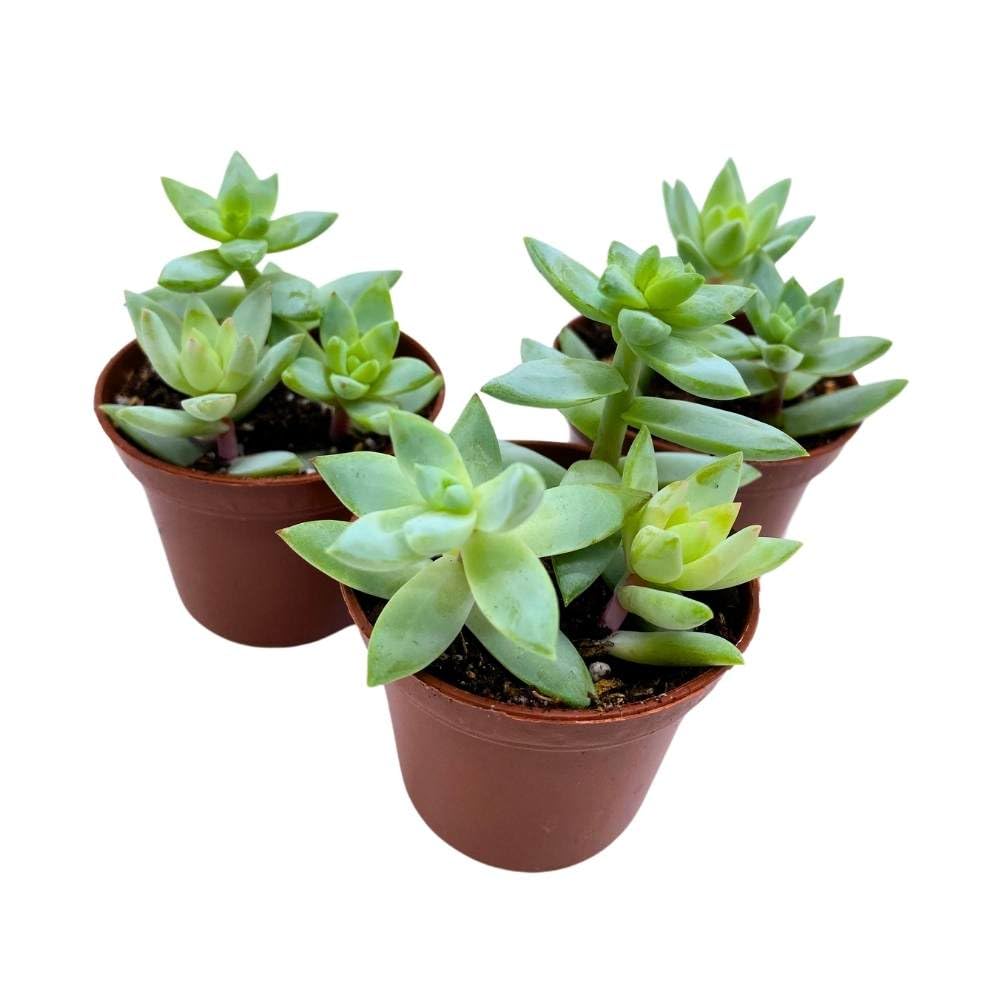 Greene's liveforever 2 inch Set of 3, Dudleya greenei Stonecrop Succulent Tiny Mini Pixie