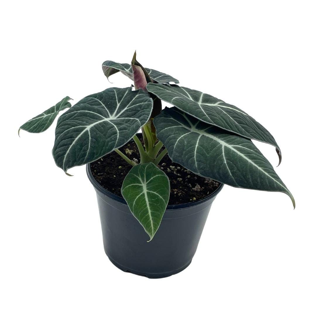 Alocasia Black Velvet in 6 inch Pot