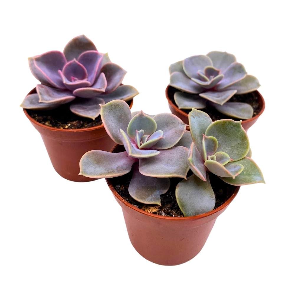 Echeveria Purple Pearl, 2 inch Set of 3, Perle von Nurnberg gibbiflora Tiny Mini Pixie Succulents