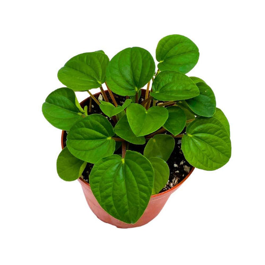 Peperomia Rana Verde, 4 inch Green albovittata