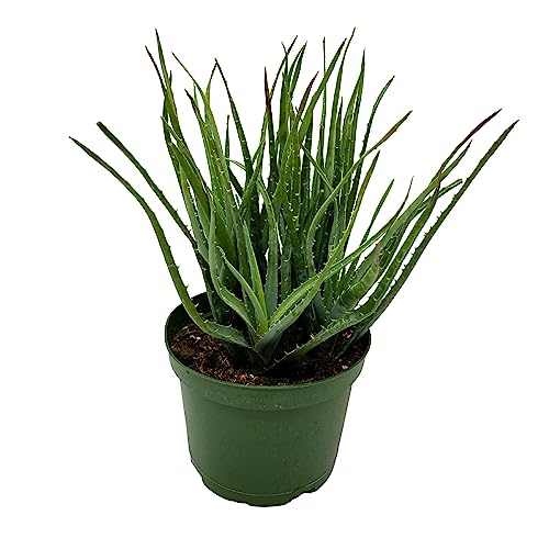 BubbleBlooms Aloe Blue Elf, California Aloe, Blue Boy in 6 inch Pot