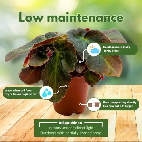 BubbleBlooms Begonia Brazillian Lady Angel Wing 2 inch