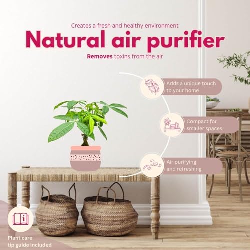 BubbleBlooms Braided Money Tree Pachira aquatica in a 6 inch Pot Water Chestnut Plant