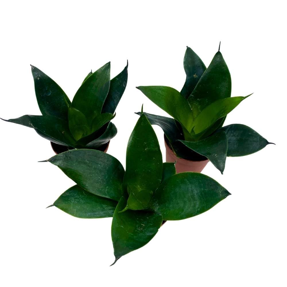 Jade Snake Plant 2 inch Set of 3 All Green Dwarf Rosette Sansevieria Tiny Mini Pixie Plants