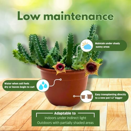 BubbleBlooms Lifesaver Stapelia Huernia Zebrina in a 6 inch Pot