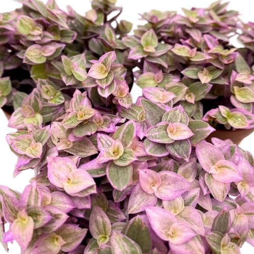 BubbleBlooms Tradescantia Pink Panther 2 inch Set of 3 Callisia repens Rosato Pink Turtle Pink Lady Tiny Mini Pixie Plants