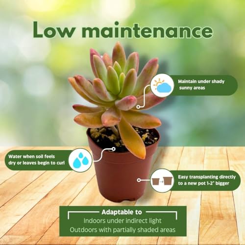 BubbleBlooms Succulent Assortment 2 inch Set of 6, echeveria, kalanchoe and More Variety