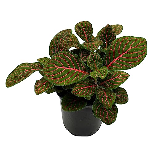 BubbleBlooms Red Nerve Plant, Fittonia Verschaffeltii, Ruby Red Mosaic Plant in a 4 inch Pot